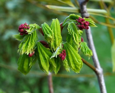 Red bud plant 1.jpg