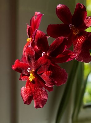Orchid red 1.jpg
