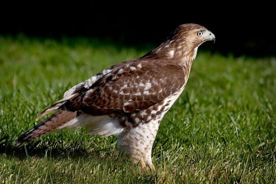 Red-tailed Hawk Juvenile