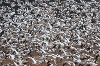 Snow Geese Taking Off