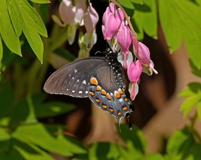 Swallowtail on Bleeding Hearts