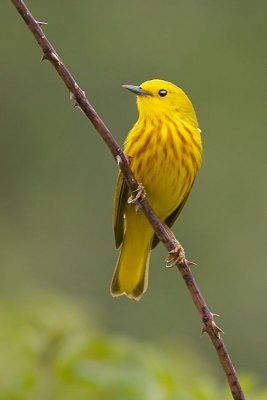 Yellow Warbler