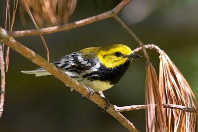 Black-throated Green Warbler