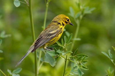 Prairie Warbler