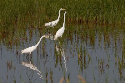 Great Egrets Fishing