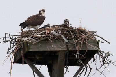 Osprey and Young