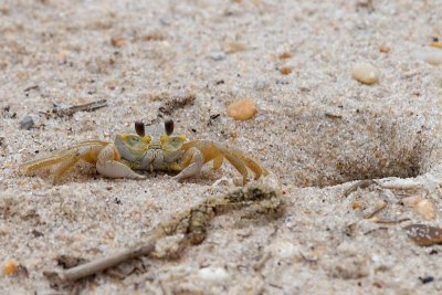 Ghost Crab