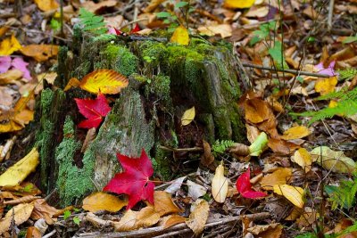 Leaves and Stump