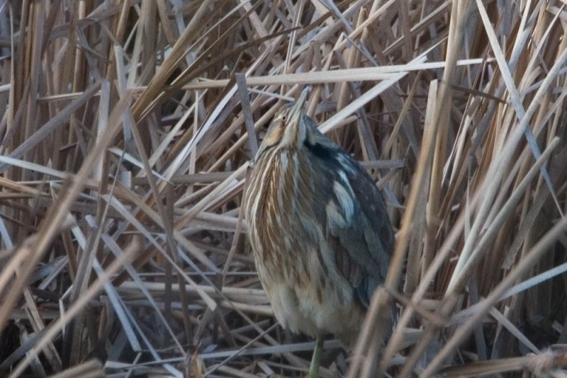 American Bittern