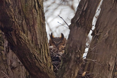 Great Horned Owl
