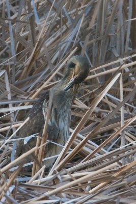 Bittern preening