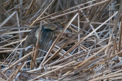 Bittern staring