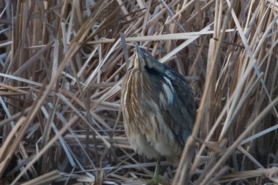 Bittern head-on