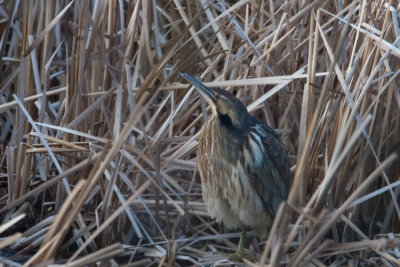 Bittern posing