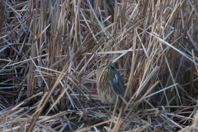 Dolph Bittern w/ surround