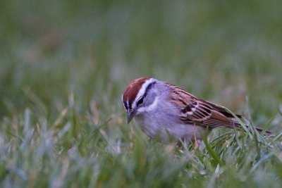 Chipping Sparrow