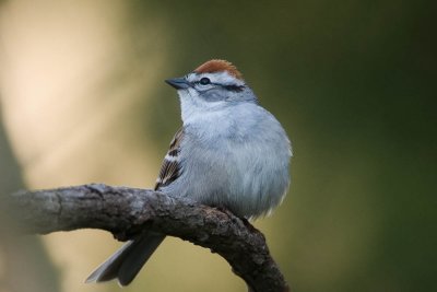 Chipping Sparrow