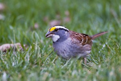 White-throated Sparrow