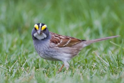 White-throated Sparrow