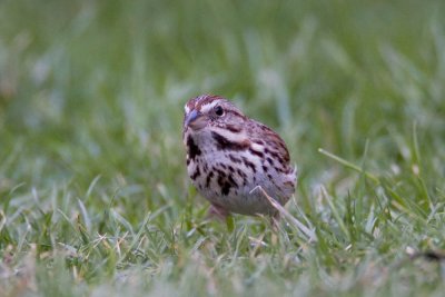 Song Sparrow