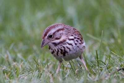 Song Sparrow
