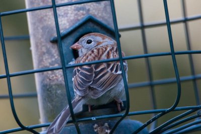 Field Sparrow