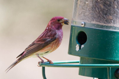 Purple Finch at Feeder