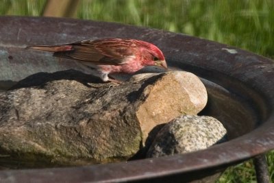 Purple Finch at the bath