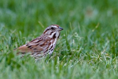 Song Sparrow