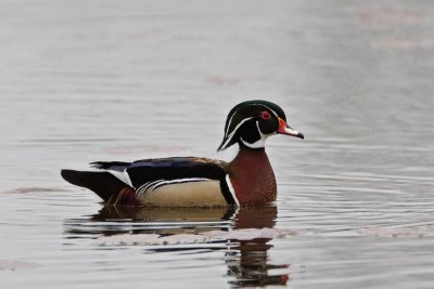 Wood Duck