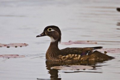 Female Wood Duck