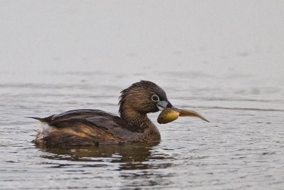 Pied-Billed Grebe w/ snack