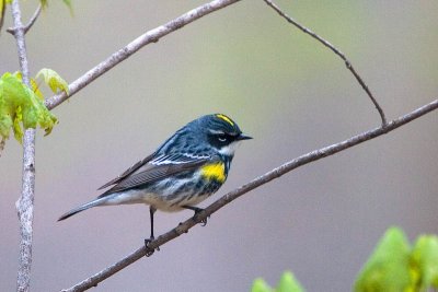 Yellow-Rumped Warbler