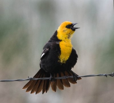 Yellow-Headed Blackbird male