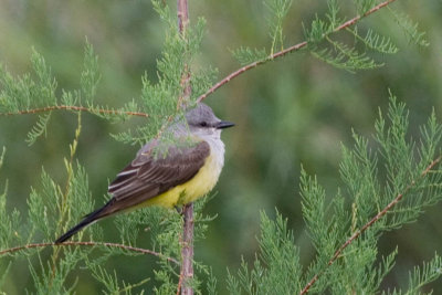 Western Kingbird