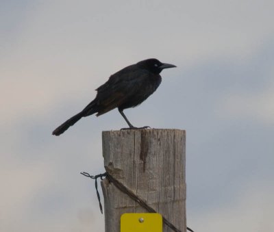 Quiz 4b - the leftmost grackle