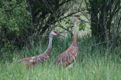 Sandhill Cranes, Hudson Mills