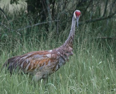Sandhill Crane, Hudson Mills