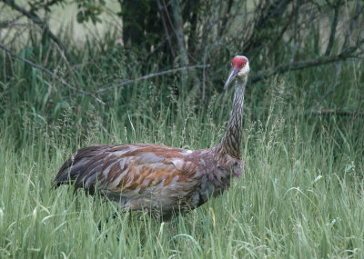 Sandhill Crane, Hudson Mills