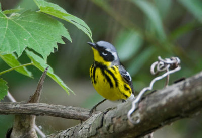 Magnolia Warbler (Crane Creek)