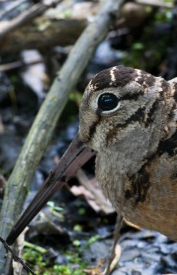 American Woodcock