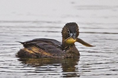 PB Grebe with snack