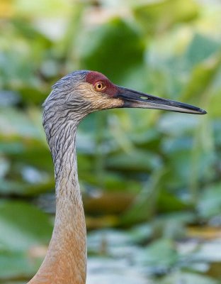 A crane