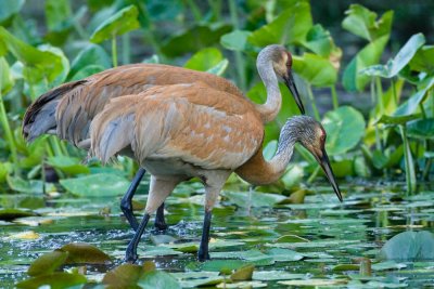 Two cranes