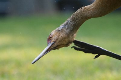 Sandhill crane
