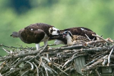 Ospreys feeding chick