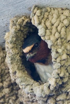 Cliff Swallow, Nest 2