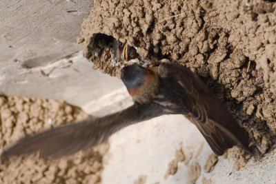 Cliff swallow arrival