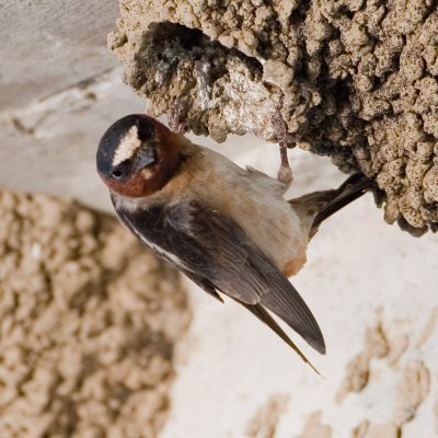 Cliff swallow on nest