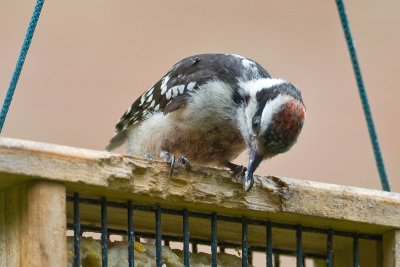 Woodpecker question #1
